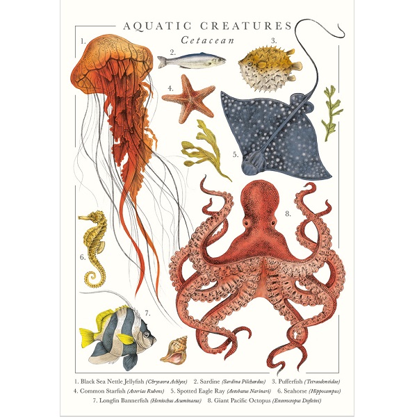 アートファイル　ブランクカード　図鑑 (海洋生物)